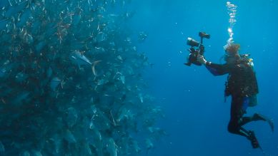 Die Ozeanologin Dr. Sylvia Earle erforscht die Unterwasserwelt. (Bild: rbb/X Verleih AG)