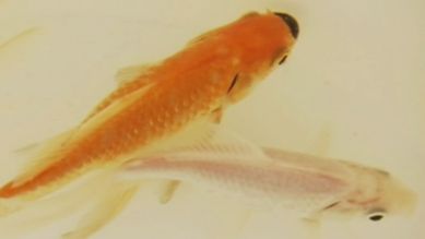 Goldfische schwimmen in einem Eimer, Quelle: rbb