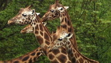 Giraffen im Zoo, Quelle: rbb