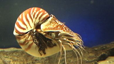Eine Nautilusschnecke, Quelle: rbb
