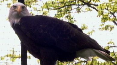 Ein Weisskopfadler, Quelle: rbb
