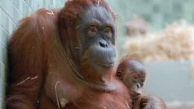 Orang-Utan Weibchen mit Baby Bulan (Quelle: rbb)