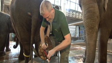Elefanten bei der Fußpflege, Quelle: rbb