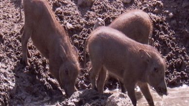 Warzenschweinbabys spielen im Sand, Quelle: rbb