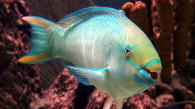 Ein farbenprächtiger Papageienfisch, Quelle: rbb