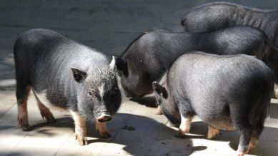 Hängebauchschweine, Quelle: Thomas Ernst