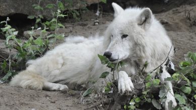 Ein Polarwolf, Quelle: Thomas Ernst