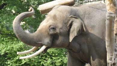 Elefantenbulle Victor, Foto: Thomas Ernst