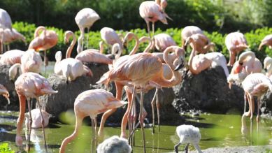 Flamingos, Foto: Thomas Ernst