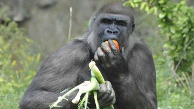 Ein Gorilla mit Futter, Foto: Thomas Ernst