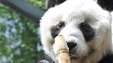 Panda Bao Bao, Quelle: Thomas Ernst